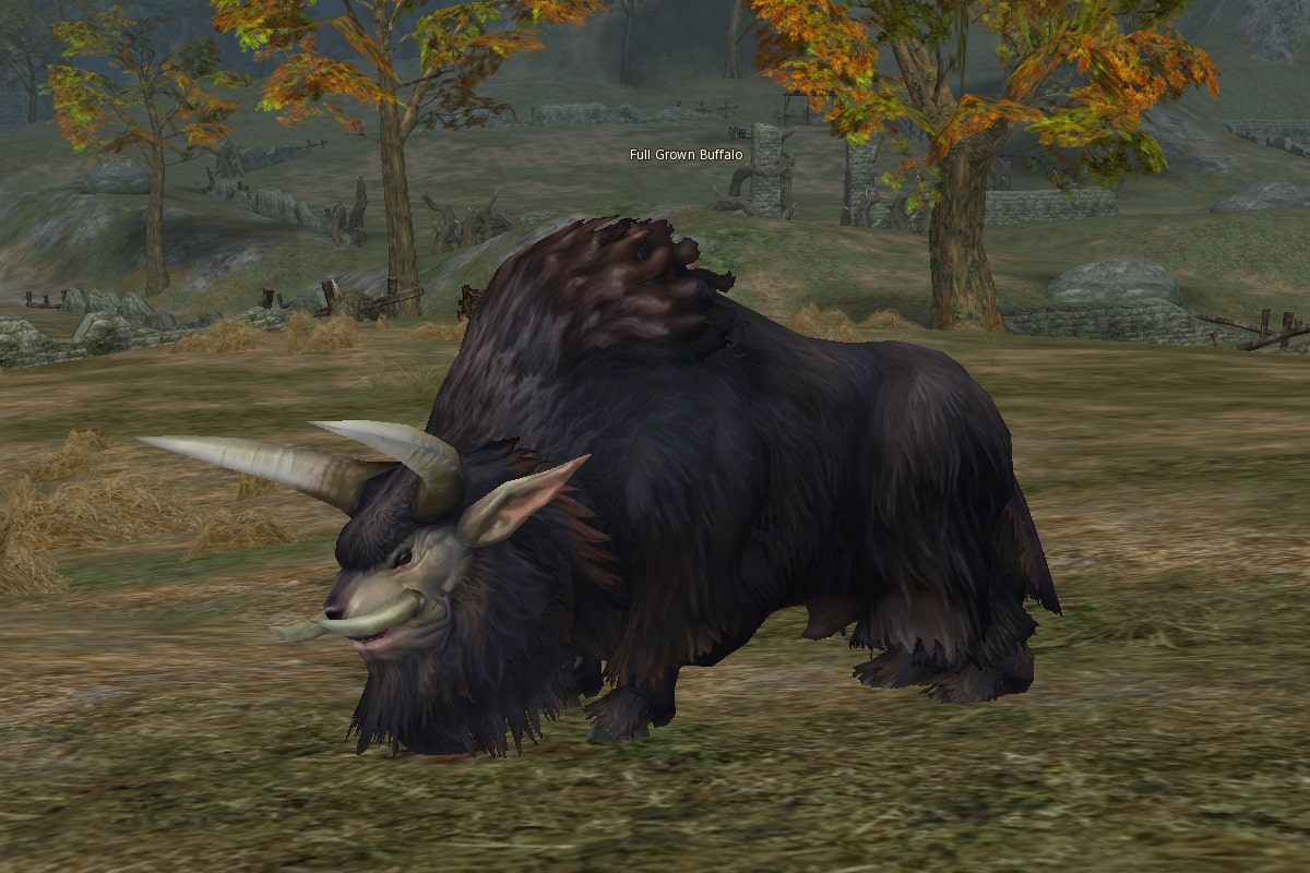 Full Grown Buffalo mw
